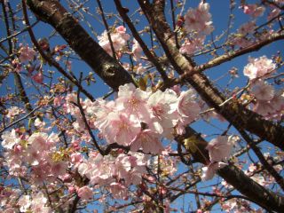 桜